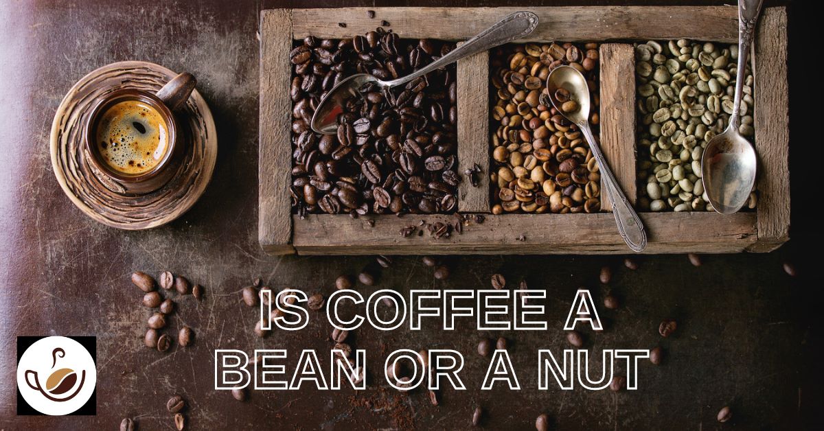 Is coffee a bean or a nut?