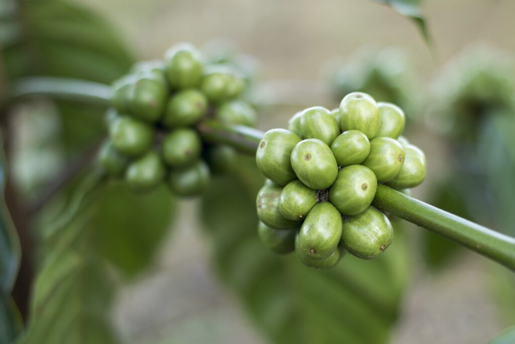 How Long Can You Store Green Coffee Beans - Best Ways
